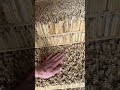 Ось так виглядають 3D панелі з очеречу