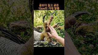 13Cm의 단검을 가진 새, 하피 이글의 압도적 악력