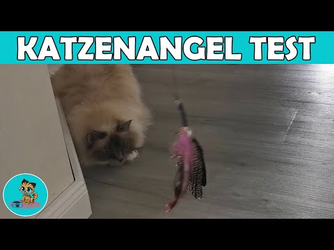 Katzenangel im Praxistest | Katzenspielzeug ✅
