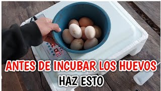 como incubar huevos de gallina en incubadora automatica