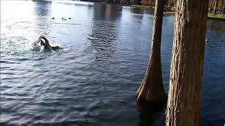 Swans fighting (Black Swan and Whooper Swans)
