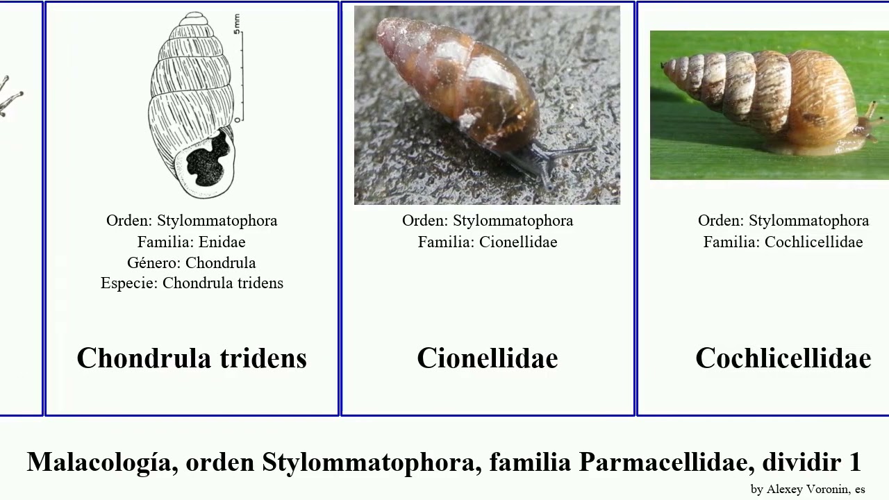 Malacología, orden Stylommatophora, familia Parmacellidae, dividir 1 regia mollusca barri picta