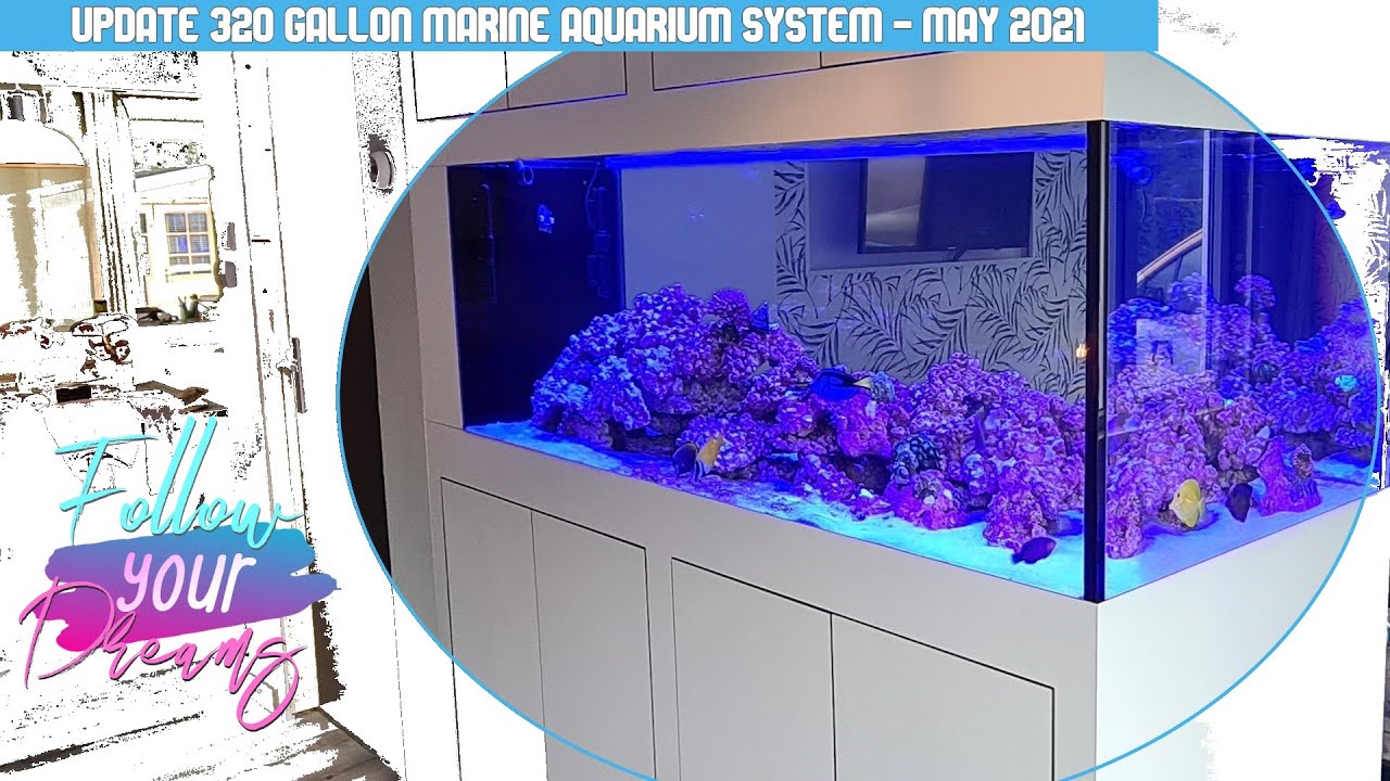 UPDATE of MY DREAM Saltwater aquarium.