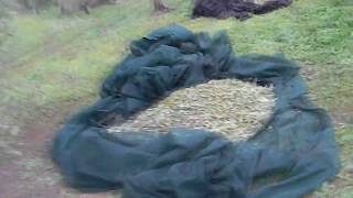 Team Alive - Allolivo Parodia Despacito