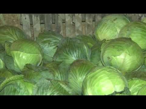 კომბოსტოს სასრგებლო თვისებები