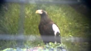 STELLAR'S SEA EAGLE