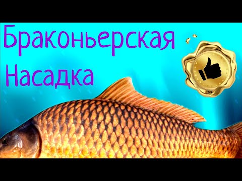 Video: Fisherman's Secrets: Donka For Carp