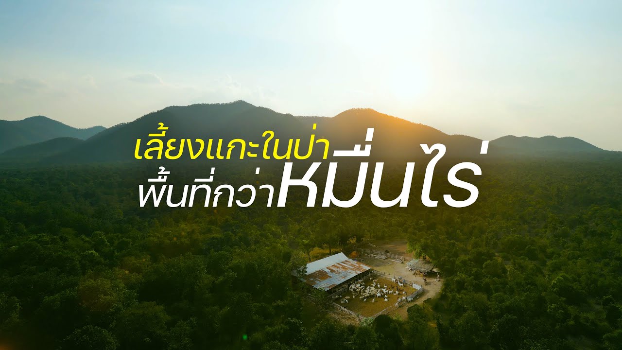 เลี้ยงแกะในป่ามีพื้นที่นับหมื่นไร่ เป็นอย่างไร ดูคลิปนี้
