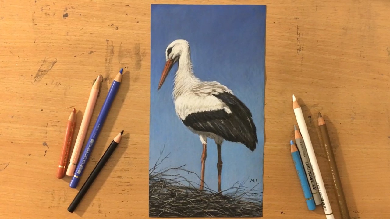 Рисунок аиста цветными карандашами