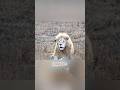 Top 3 Rarest Creatures In The World