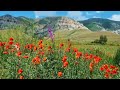 Маковое поле в горах Дагестана.