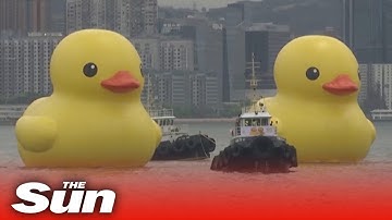 Two MASSIVE yellow ducks are unveiled in Hong Kong for 