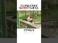 パンダが椅子から転けてブチギレます