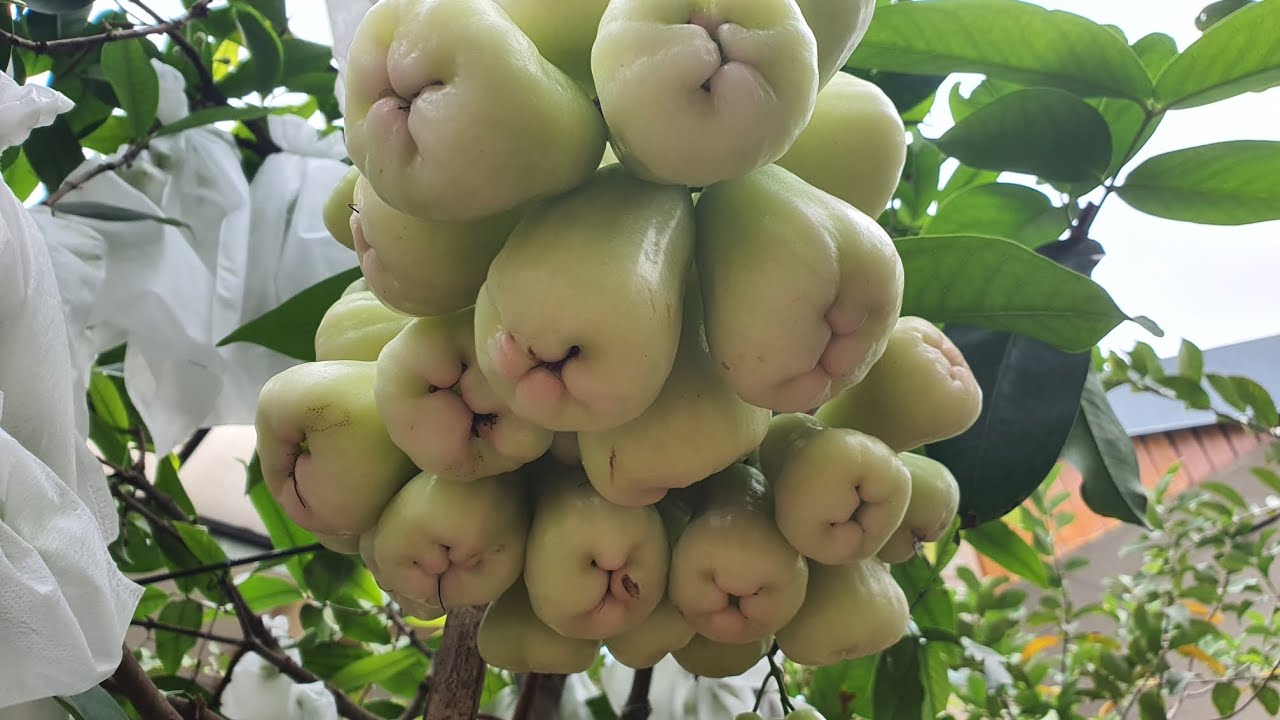 jambu air Madu Deli Hijau berbuah lebat di pot