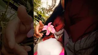 প্রথম লিলি ফুল ফুটেছে 👌#viral #viral short #flowers #plants #roof garden #gardening life #nursery