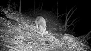 Giving up on Disney Roadrunners, opportunistic coyotes raid a bobcat&#39;s stash.