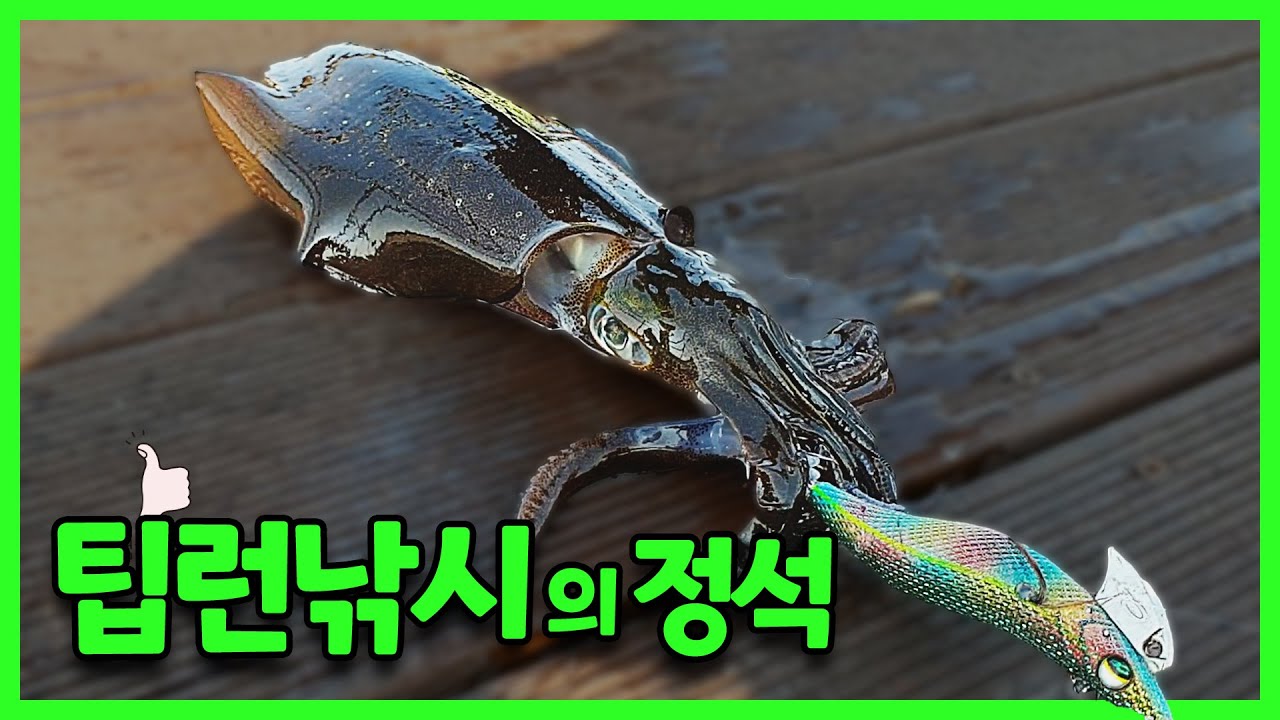 [루매TV] 무늬오징어!! 팁런낚시의 팁!! 기초를 알려드립니다!! #팁런 #강릉팁런 #무늬 #무늬오징어낚시