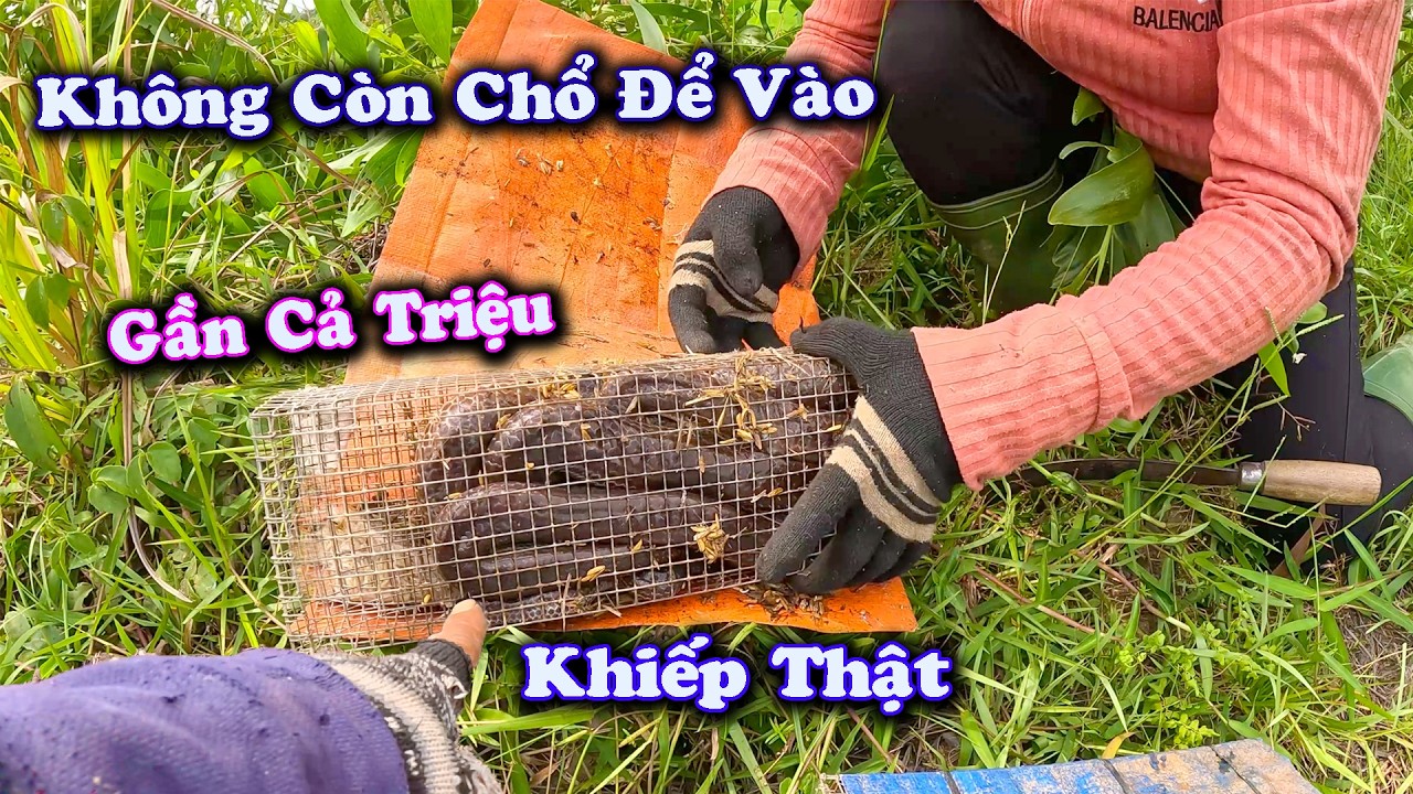 Khủng Khiếp Cái Bẫy RẮN Thì Nhỏ Mà Giá Trị Rất Cao # CSBR # 453