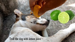 Troll the dog with lemon juice. Troll con chó bằng nước chanh