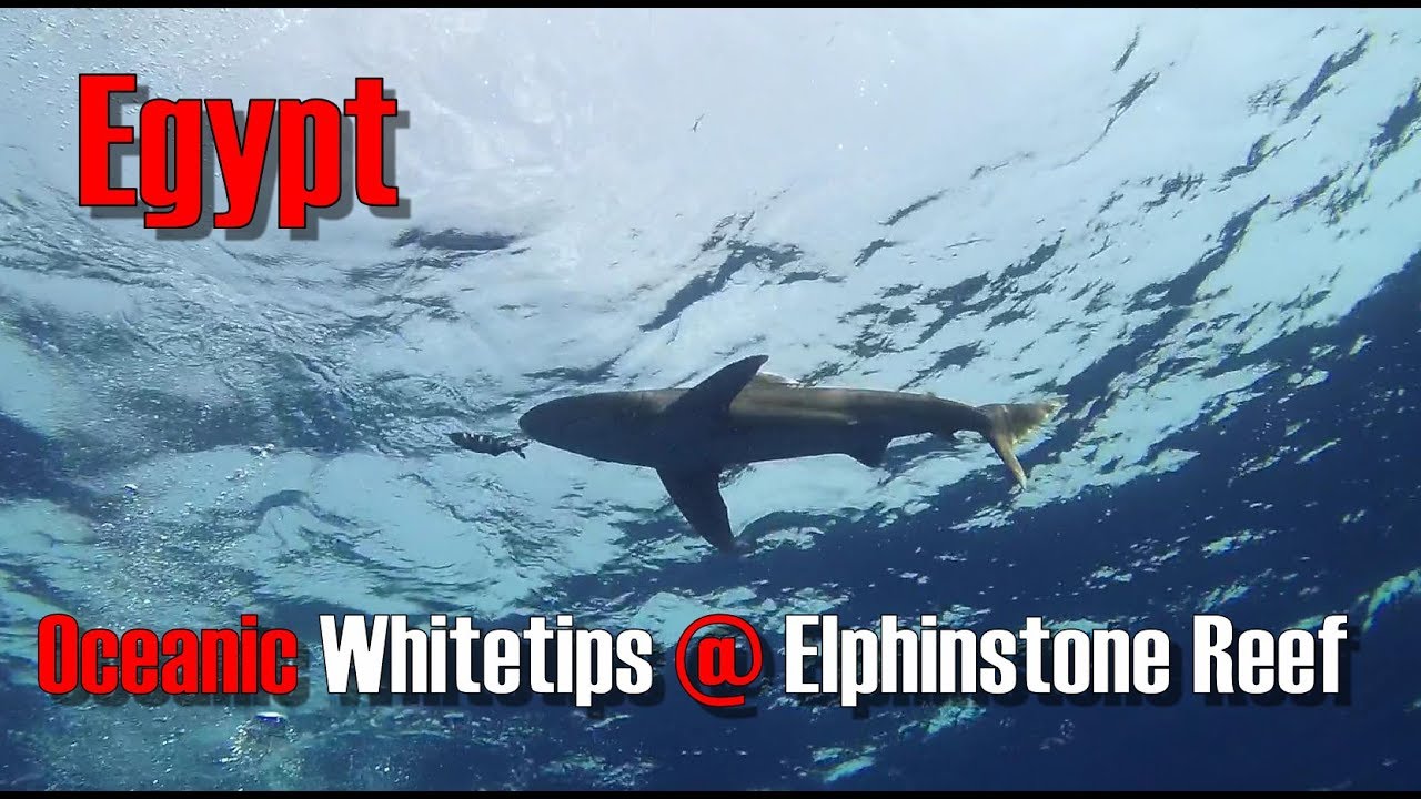 Oceanic whitetips at Elphinstone Reef -   Egypt