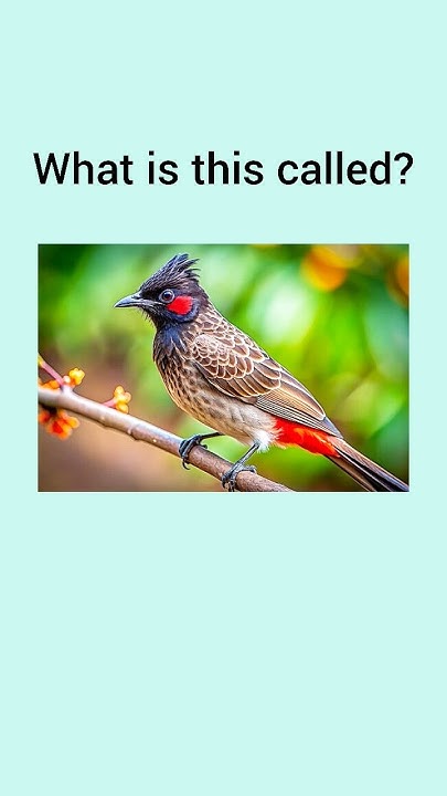 Can You Name These Common Indian Birds dailyenglish visualvocabulary can-you-name-these-common-indian-birds-dailyenglish-visualvocabulary