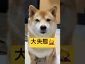 痛恨のミス🤦‍♀️#柴犬 #豆柴 #shibainu #犬 #犬のいる暮らし #shorts