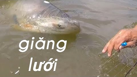 Buổi Trưa Đi Giăng Lưới Không Ngờ Lại Bắt Được Cá Tra Khổng Lồ | Fishing