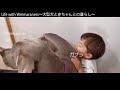 大型犬オズに通せんぼされる赤ちゃんのKくん