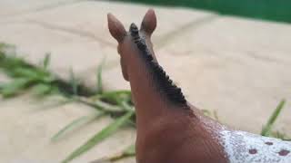 Realistic Schleich And Collecta Horse Photos