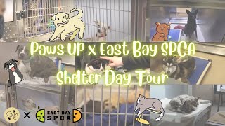 Paws Up ✖️ East Bay SPCA Day Tour