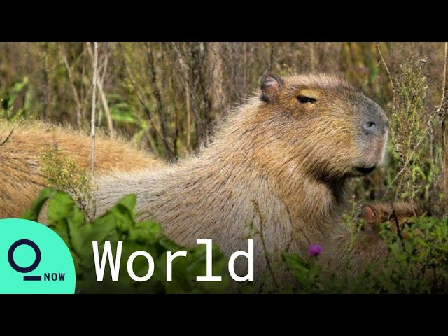 Giant Rodents, Displaced by Wildfires, Invade Argentina