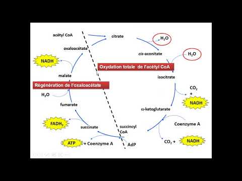 Vidéo: Lequel des produits suivants produit du succinyl coa ?