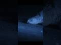 Sea turtles that rarely choose to lay eggs at night#wildlife #shorts #animals #nature #video