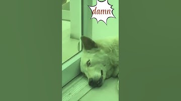 Clip triệu view Tiktok Trung Quốc p3 | Chó mèo hài hước | funny animal channel