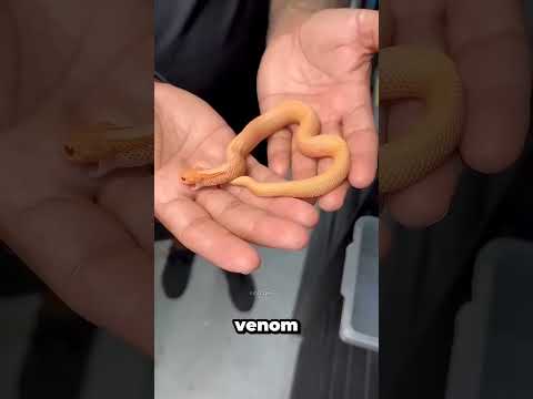 Почему укусы малышей-змей опаснее взрослых? 🐍 Яд, змеи, опасность, природа