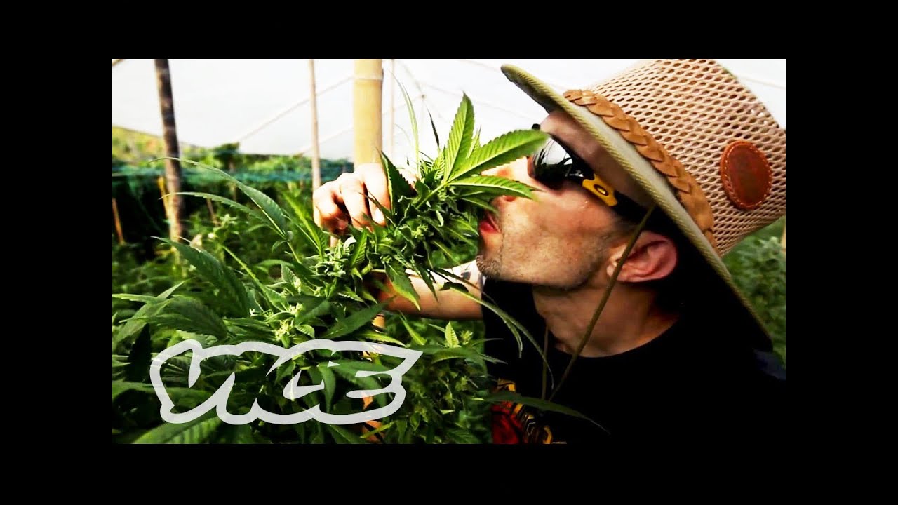 videos for cats Kings of Cannabis: Part 1/3 (Documentary)