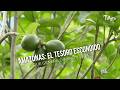 Amazonas: El tesoro escondido que genera dinero y vida - TvAgro por Juan Gonzalo Angel