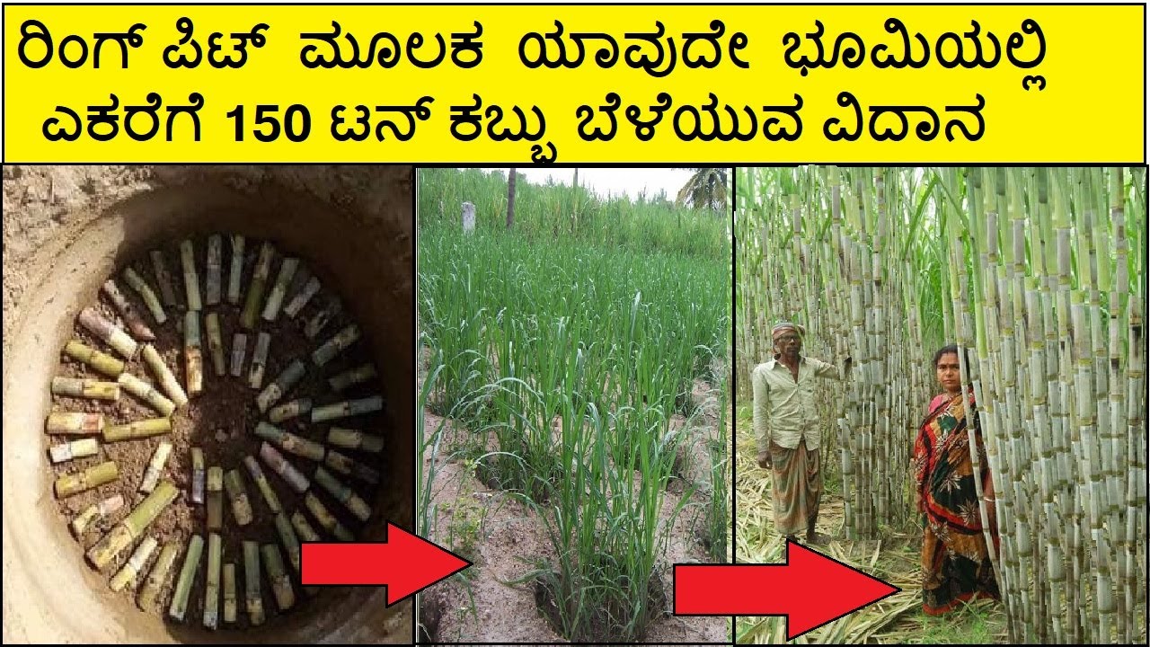 ರಿಂಗ್ ಪಿಟ್ ಕಬ್ಬು । ಕಬ್ಬಿನ ಬೆಳೆಯಲ್ಲಿ ಅಧಿಕ ಇಳುವರಿ ।   Ring pit method Sugar Cane in Kannada