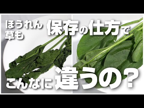 「改訂版」ほうれん草の保存方法が本当に効果があるのかを検証してみたら驚きの結果に！