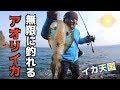 イカが無限に釣れる？イカのパラダイス！！