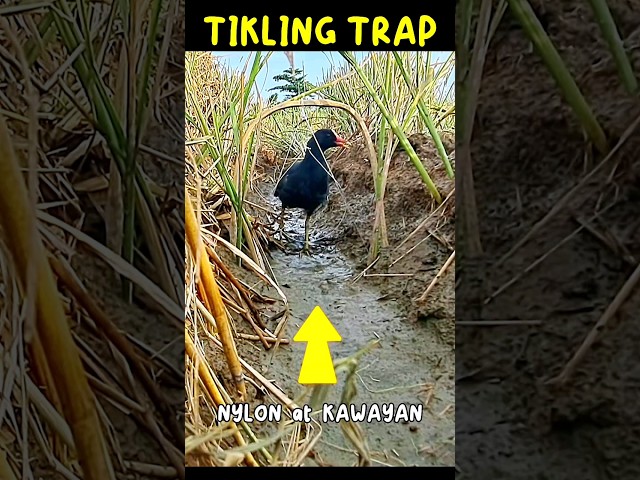 TIKLING TRAP nylon at kawayan #Birdtrap #shorts #viral class=