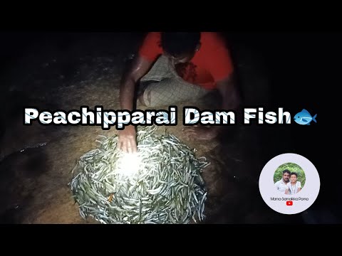 Aattru Meen MAMA SAMAIKKA POMA Kayal Meen Otra Choondan Fish Fry Meen Varuval Village Cooking 