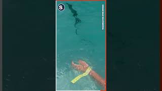 Man Has Hilarious Reaction When Iguana Sneaks Up on Him Man Has Hilarious Reaction When Iguana Sneaks Up on Him