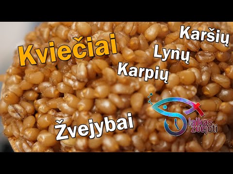 Video: Kaip Virti Kviečių Kutya