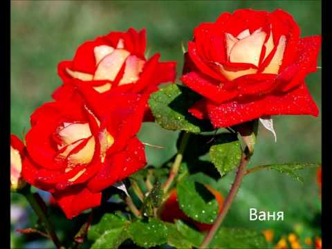 НИНА_СВЕТОСЛАВОВА-РАЗМИНАВАНЕ.wmv