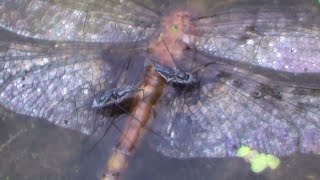 Water Striders Meet On Dragonfly HQ HD