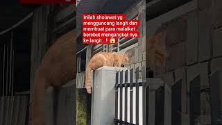 Download Lagu MasyaAllah... sshssholawat ini sering kita ucapkan dalam sholat #cat #funnycats #kucinglucu #kucing MP3