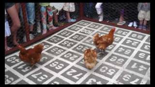 Chicken Shitting Competition in Svaneke, Denmark