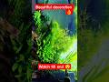planted aquarium tank II co² plants II aquarium decoration #shorts #viral #anishadhikary