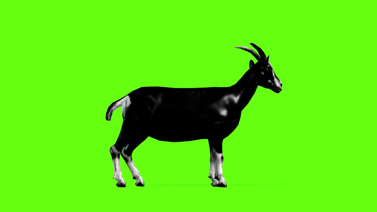 Green Screen Goat 6 Animation Goat Green Screen Video YouTube